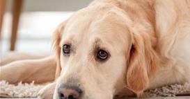 Како тагува кучето кога ќе го изгуби сопственикот: Знаци на тага што не смеете да ги игнорирате