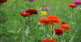 Научно истражување: Цвеќињата имаат „биолошки часовник“, усогласен со потребите на инсектите