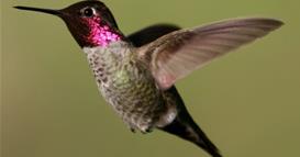 Колибрите пијат голема количина алкохолен нектар, но се чини, не се опиваат