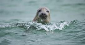 Крволочни фоки сѐ почесто напаѓаат делфини, експертите стравуваат и за безбедноста на луѓето