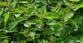 Луѓето ја газат штом ќе видат дека расте во нивниот двор, а всушност од оваа билка може убаво да заработат!