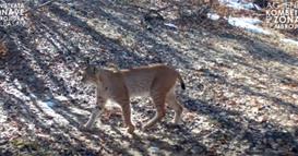 Балканскиот рис повторно фотографиран во Националниот парк "Шебеник"