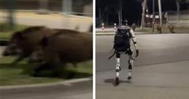 Робот во Варшава брка диви свињи (ВИДЕО)