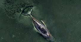 Не може да се спаси грбавиот кит, насукан во Балтикот- милијардер прашува: А на Месечината можеме? (ВИДЕО)