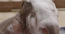 По 25 години се роди прво азиско слонче во зоолошката во Вашингтон (ВИДЕО)