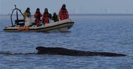 Милионери го финансираат последниот обид за спасување на насуканиот кит Тими во Балтичкото Море (ВИДЕО)