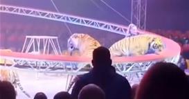 Видео: Тигар скокна во публика во циркус во Русија