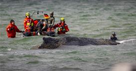 Фото: Болниот кит се уште е заглавен покрај германскиот брег поради нискиот водостој