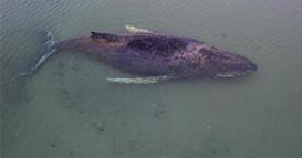 Планот за спасување на заглавениот кит кај брегот на Германија ќе биде ревидиран