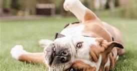 Што ви порачува кучето кога се тркала на грб?