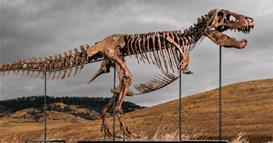 Скелет на тираносаурус рекс продаден на аукција за 26 милиони евра, научниците бесни