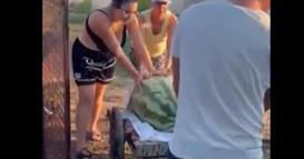 Видео: Чудо во Унгарија: Лубеница тешка 84 килограми
