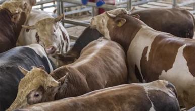 Светот е шокиран од снимки во кланица- работници се изживуваат врз кравите (Вознемирувачко видео) 