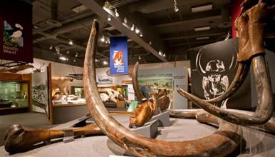 70 години верувале дека чуваат фосили на мамути- со ДНК анализа утврдиле нешто неверојатно