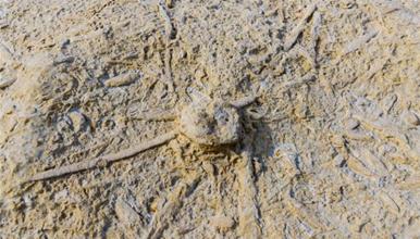 Во Кина се пронајдени фосили на 90 вида непознати животни, изумреле пред околу 500 милиони години