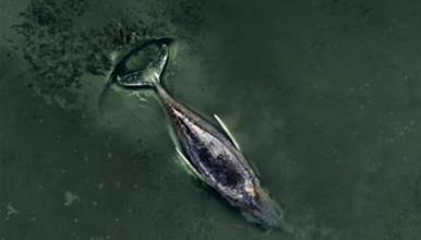 Не може да се спаси грбавиот кит, насукан во Балтикот- милијардер прашува: А на Месечината можеме? (ВИДЕО)