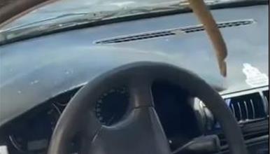 Фото: Змија виси над волан на автомобил во БиХ