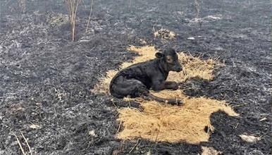 Во пожар над селото Палиград на Китка спасено теле