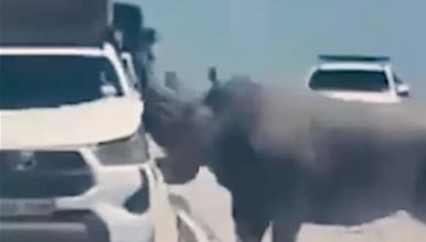 Сафари во Најроби: Разбеснет носорог го распарчува џипот, полн со туристи- возачот не мрда (ВИДЕО)