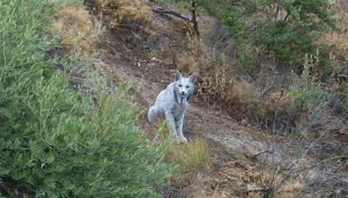За првпат фотографиран „Белиот дух“ – животно што никој досега не го видел: До вчера беше само мит, а сега е тука!