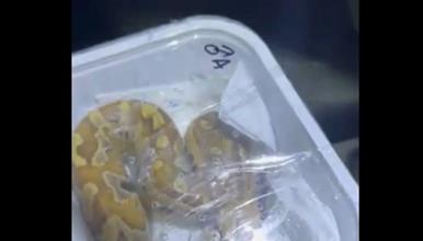 Царинска управа: на Богородица спречен шверц на заштитени видови змии 