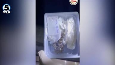 Царинска управа: На Богородица спречен шверц на заштитени видови змии 