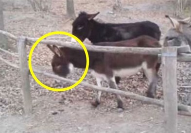Паметно магаре му помогнало на пријателот во интересен обид за бегство (видео)
