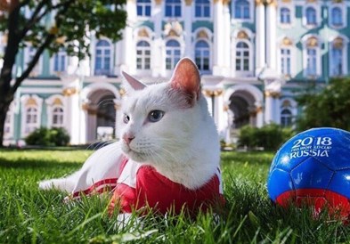 Мачорот Ахил , официјален пророк на Мундијалот во Русија