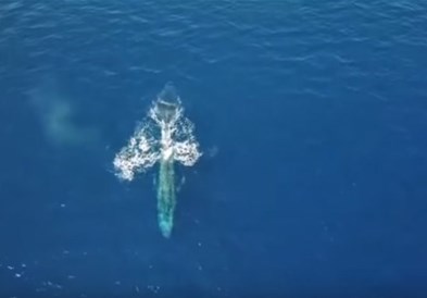 Видео: Најголемото животно на светот по прв пат видено во Црвеното море!