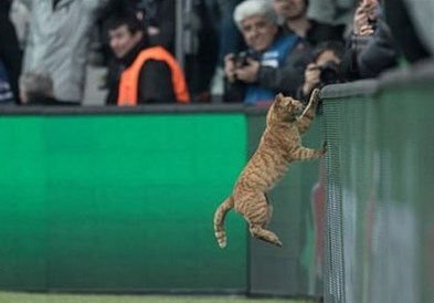 УЕФА го казни Бешикташ со 34.000 евра поради мачка