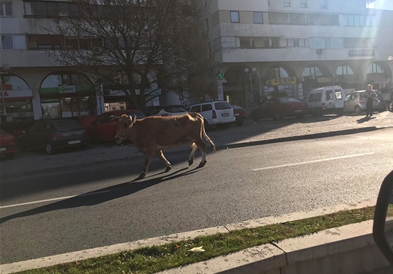 Фото: Крава на прошетка по  „Партизанска“