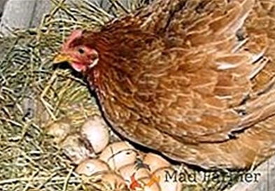 Како јајцата од генетски модифицирани кокошки помагаат при лекување канцер? 
