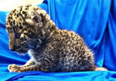 Шверцувал мал леопард во пластична кутија во авион  (ВИДЕО)