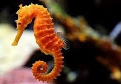 Исчезнуваат морските коњчиња- Кинезите ги јадат за афродизијак 