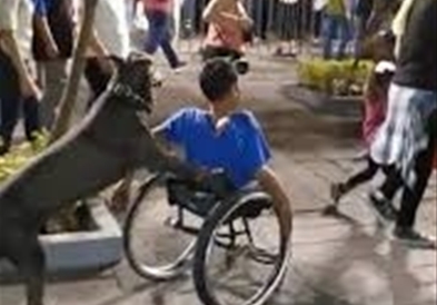 Куче ја турка количката на својот неподвижен сопственик  (ВИДЕО)