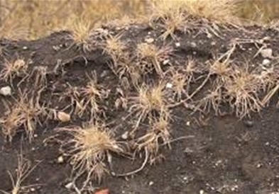 Почвата во Велес и околината и натаму загадена, предизвикувач е ридот со згура од тешки метали кај Топилницата