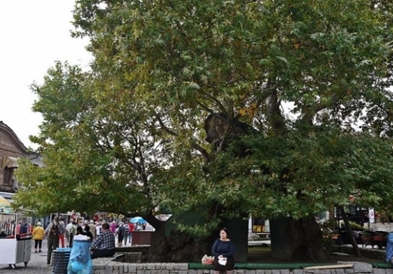 Кај Стариот чинар во Охрид од вечерва се одржува Фестивалот „Вино и сирење 2019"