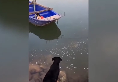 Видео: Куче скокна во река за да го спаси своето другарче