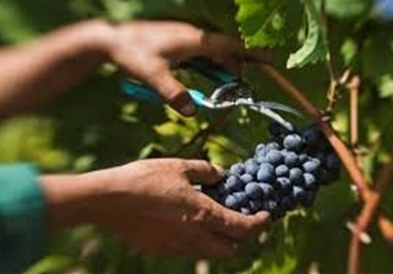 Сушата удри по грозјето, тиквешките лозари бараат да се прогласи елементарна непогода