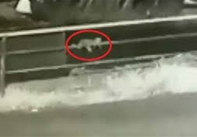 Бебе им паднало од автомобил во движење,забележале дека го нема по 50 километри (ВИДЕО)