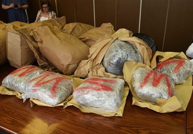 На ,,Градина” запленета цала нива со марихуана