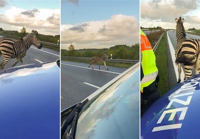 Зебра направи хаос на автопат во Германија (ВИДЕО)