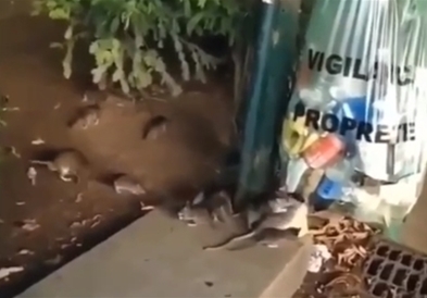 Стаорци во Париз (видео)