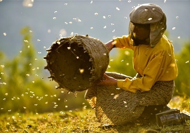 Две прикажувања на „Медена земја" денеска во Крива Паланка