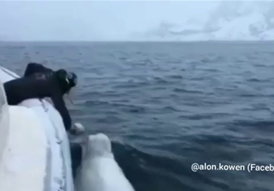 Морнари се забавуваа со разигран кит (ВИДЕО)