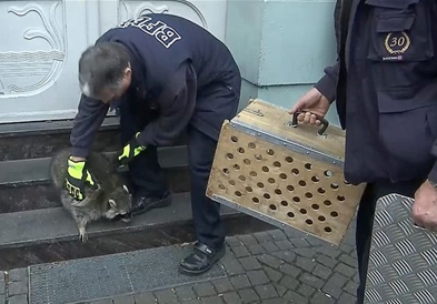Германската полиција во лов на пијан ракун среде Божикен саем (ВИДЕО)