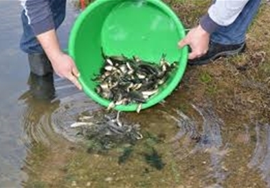 Езерото Мантово порибено со 250 килограми крап