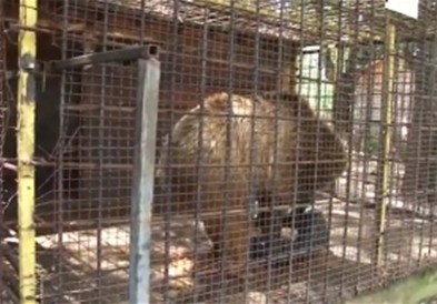Мечето Теди од Штип ќе замине на ресоцијализација со помош на фондација на Брижит Бардо