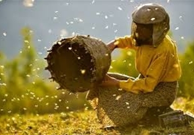  Номинации за „Оскар“: „Медена земја“ во потесен избор во две категории