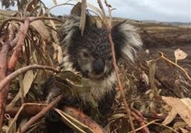 Нов масакр на коалите во Австралија (Вознемирувачко видео) 